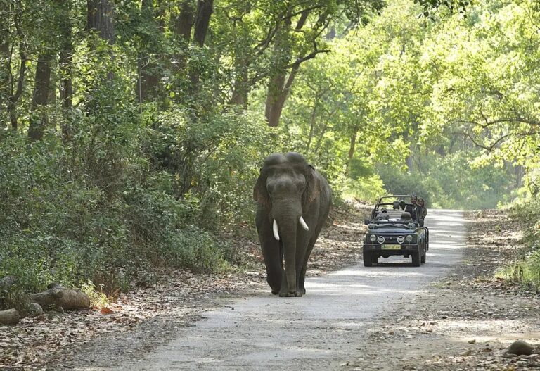 वनतारा से प्रेरित… अब गुरुग्राम में होगा जंगल का चमत्कार!