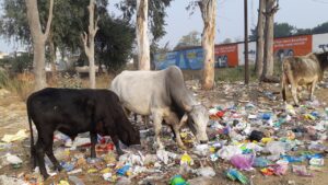 अब गुरुग्राम में नहीं दिखेंगे कचरे के ढेर और खुले में घूमते पशु?