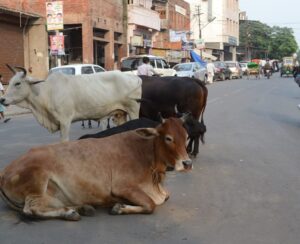 गुरुग्राम में मवेशियों पर कड़ी कार्रवाई, जुर्माना सुनकर चौंक जाएंगे आप !